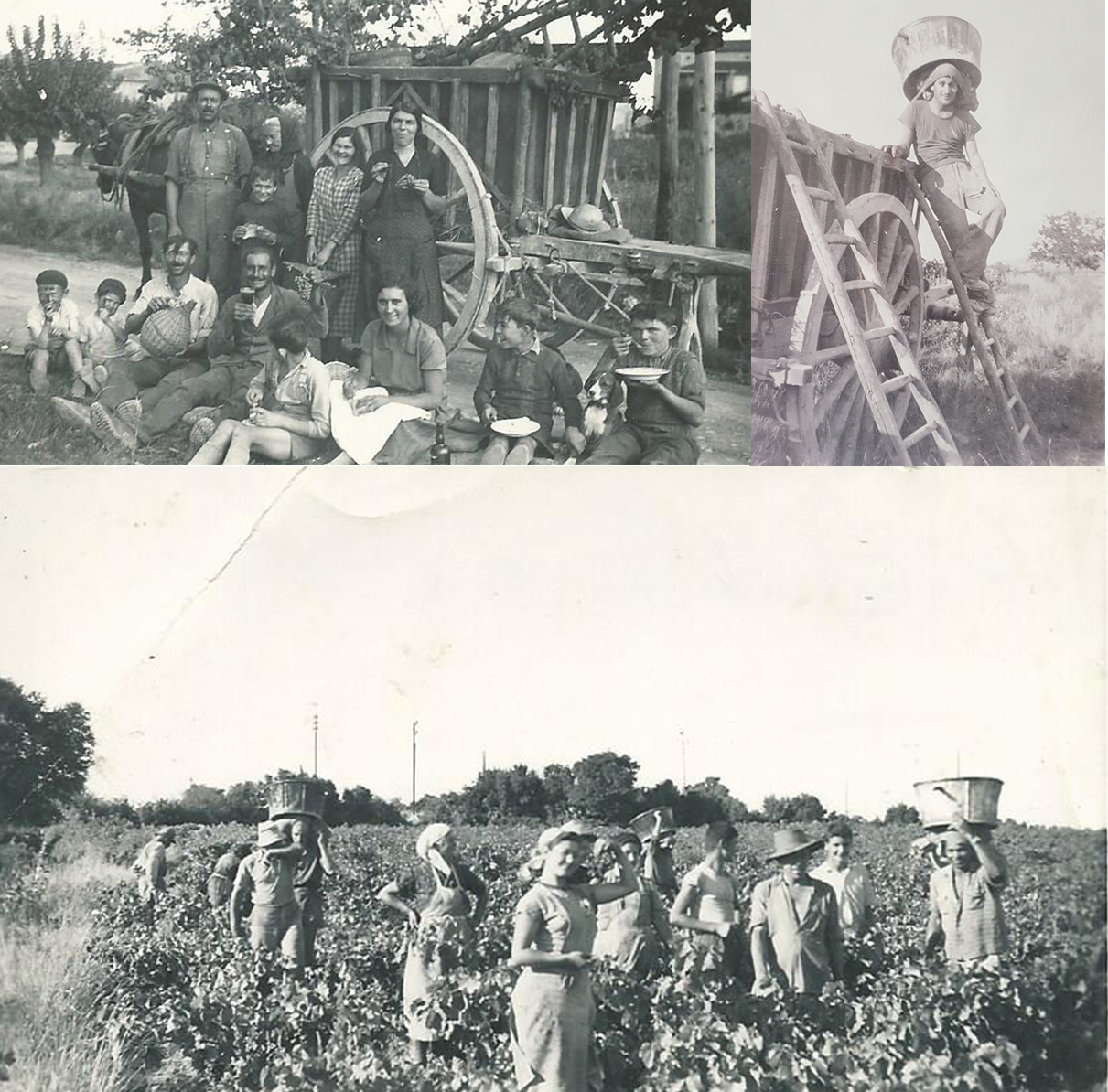 Historique Domaine de La Perriere Premières années